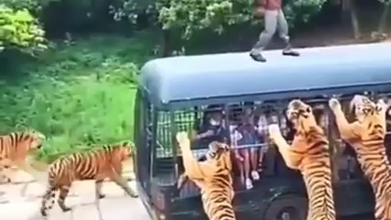 Tiger attack