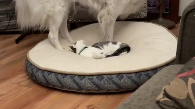 Super Funny Dog Sits On Cat, Cat Gets Stuck!