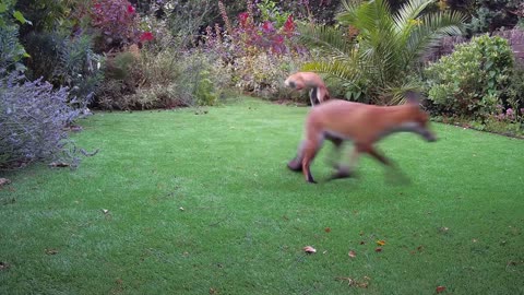 Fox play