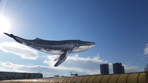 Flying Whale