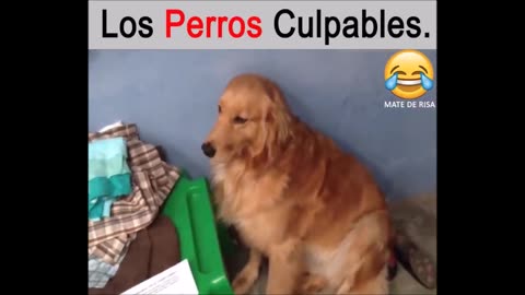 Funny Dog´s Video