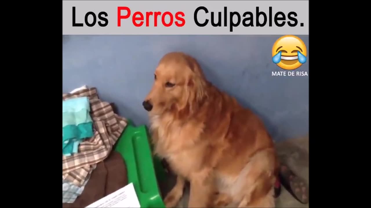 Funny Dog´s Video