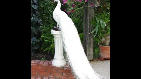 Yine Bir Günes Doguyor - Emrah