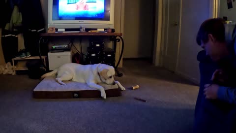 Stella's Adventures - Meet and Greet and In the Creek