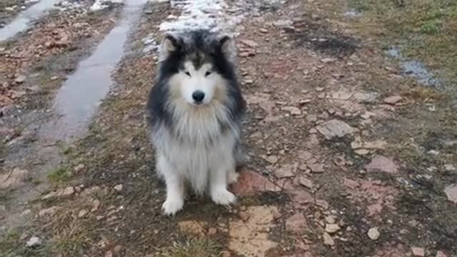i am played with my dog jacky. this incredible moment