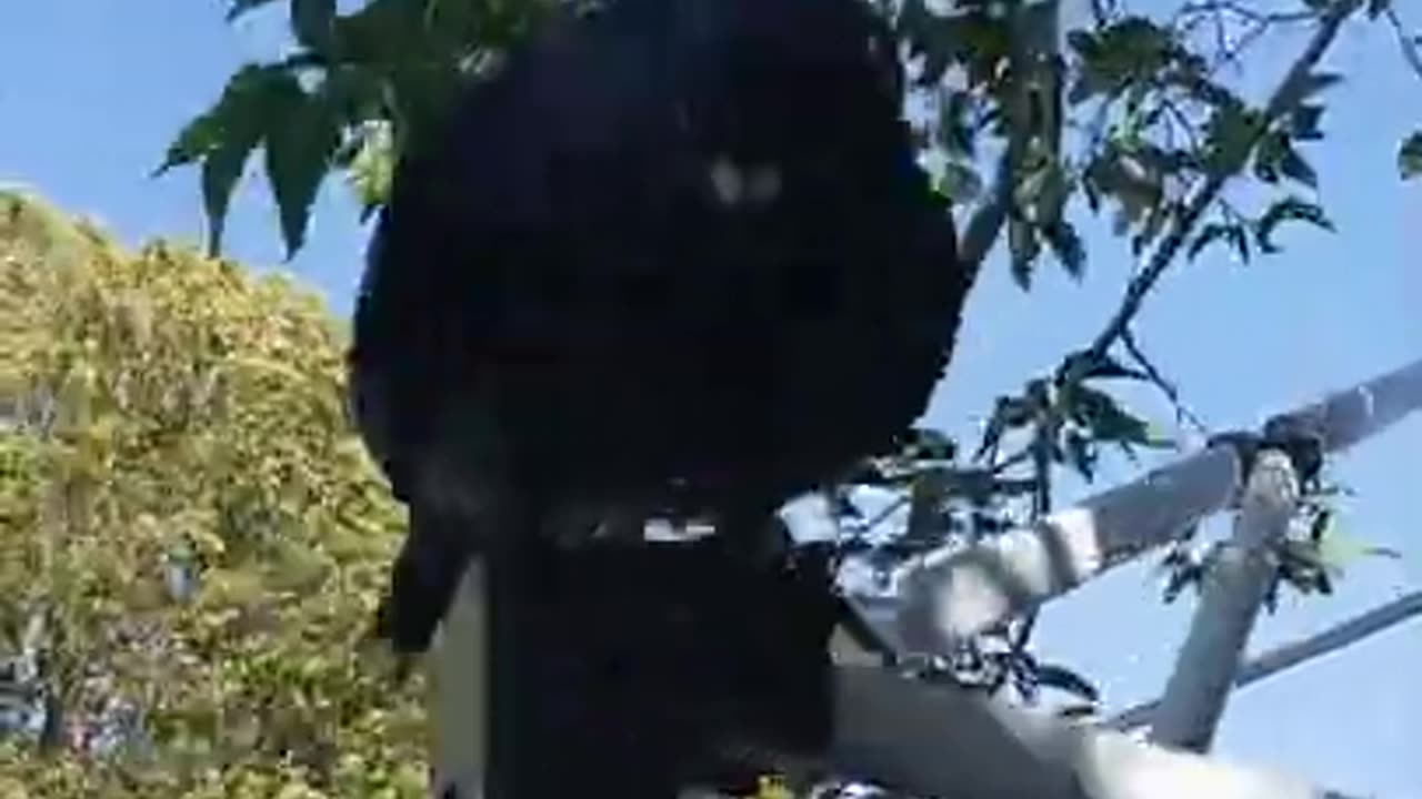 "Rocky The Pigeon Sings In Nature"π€π₯π€ποΈπππΆπ€Come See
