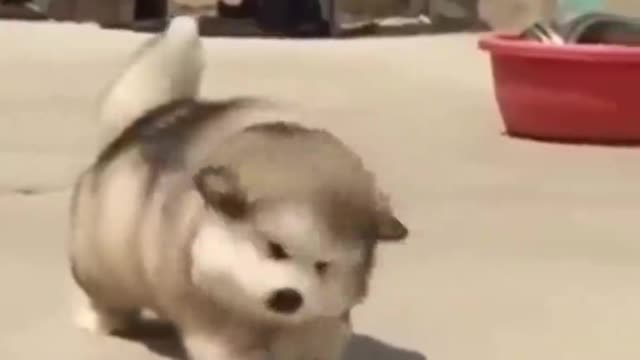 Omg! This dog is so plump, but looks like it's going to be blown away by the wind.