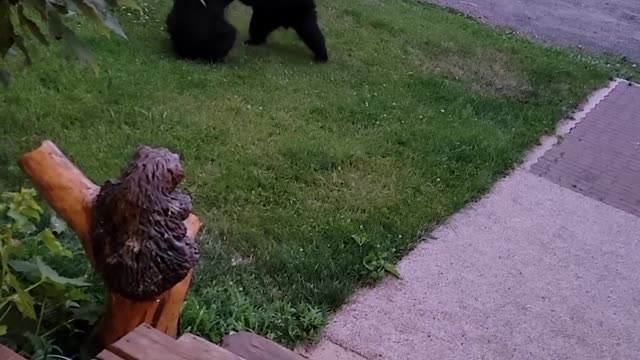 Two Bear Cubs Playing in the Yard