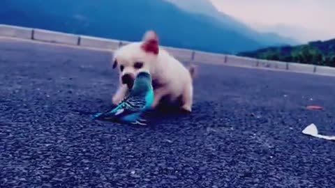 Funny moments video funny cat moments