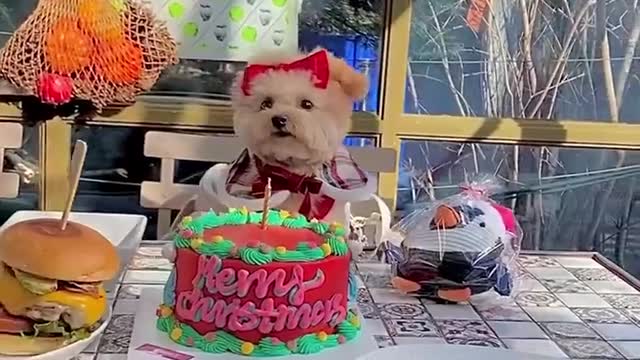 happy birthday baby dog and family dog funny