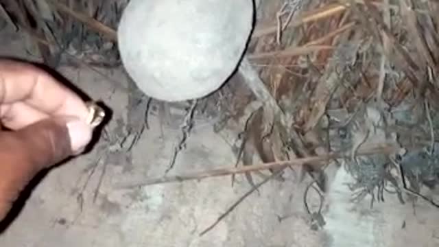 Watch now the places where the bat lives in order to make its nest in it and it must be moist