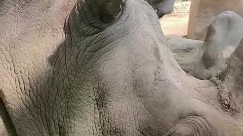 The huge horn of the hippo