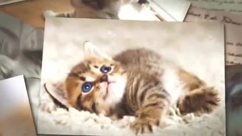 funny cat fun untimete