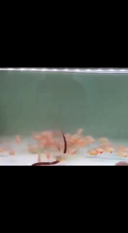 Piranhas Chase Than Devour a Small Snake