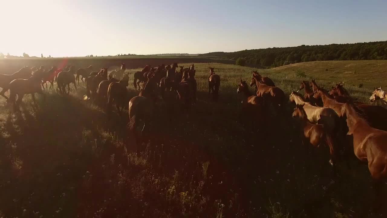 Flock of horses is running. Grassy hills and sky