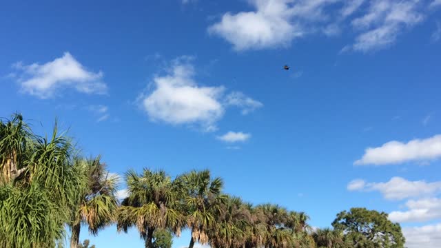 Two Eagles soaring above me in my backyard