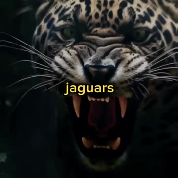 4 Children Lost in Jungle For 40 Days! #joerogan #storytime #podcast #jungle