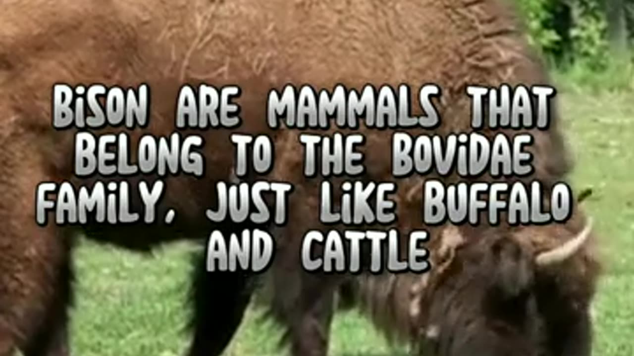 Bison unique facts #animalshorts #wildanimals #shortvideo