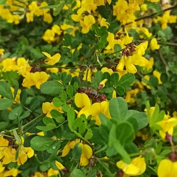 Natural yellow flowers