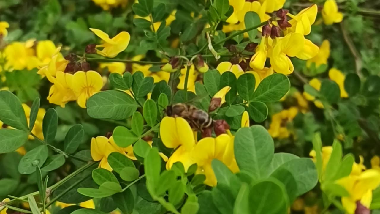 Natural yellow flowers