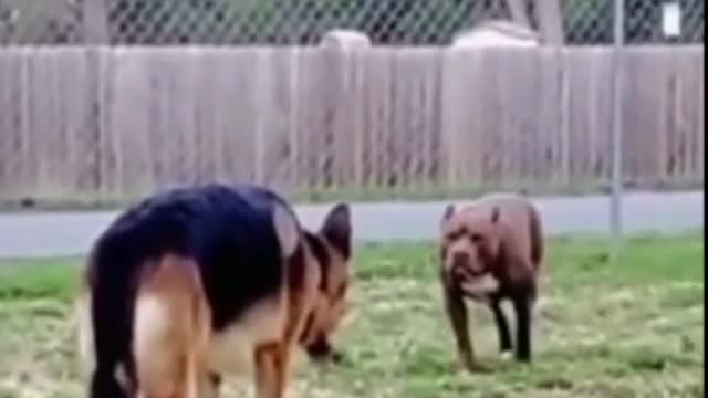 Pitbull Vs Jerman Shepherd #shorts #short #shortsfeed #youtubeshorts