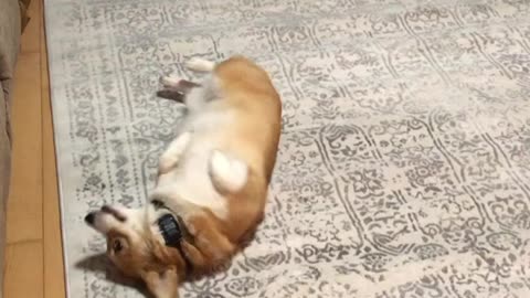 Corgi land shark