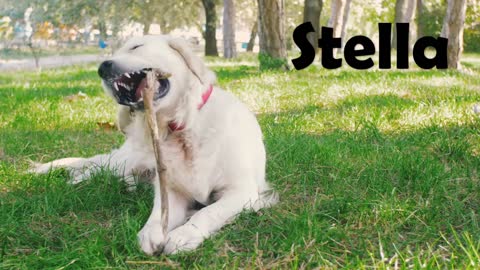 Top 10 cat and dog names