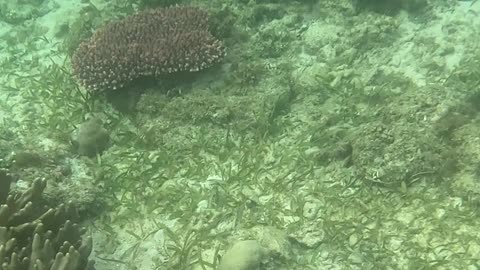 Witnessing Ocean Renewal: Snorkeling on a Healing Reef