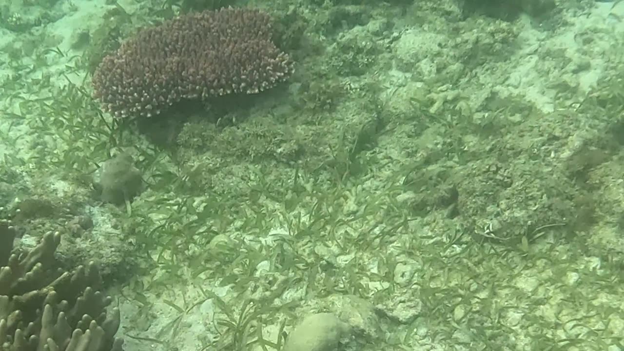 Witnessing Ocean Renewal: Snorkeling on a Healing Reef