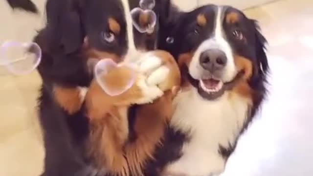 The daily life of two puppies.