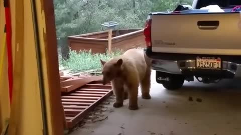 Hungry Bear
