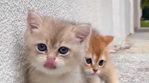 Cat brothers stick together