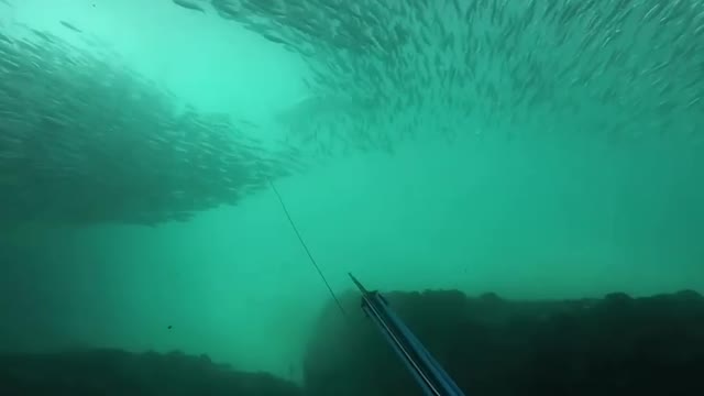 Spearfishing in the middle of giant sardine run