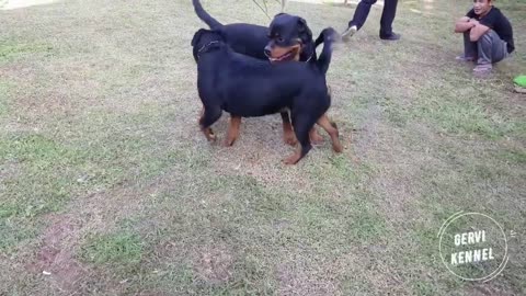 Rottweiler 1st inseminacion todo un exito