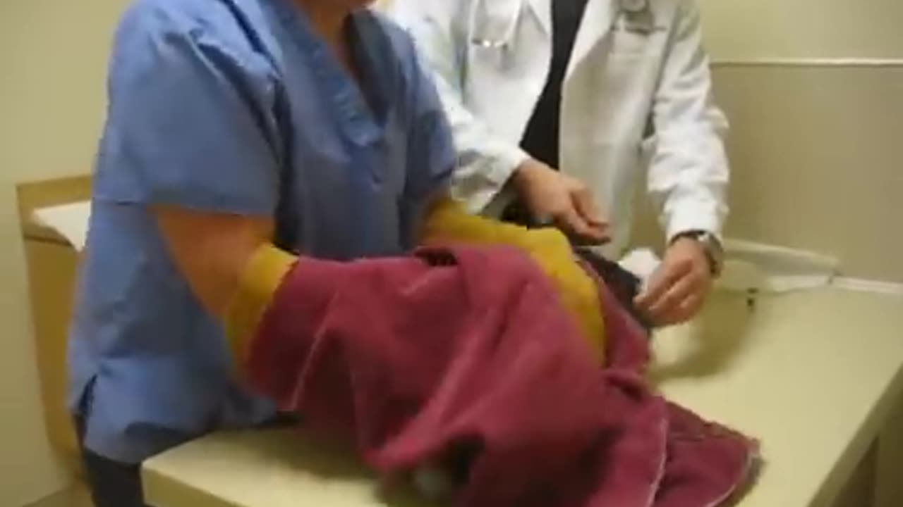 Psycho Cat Beats Up On Vet