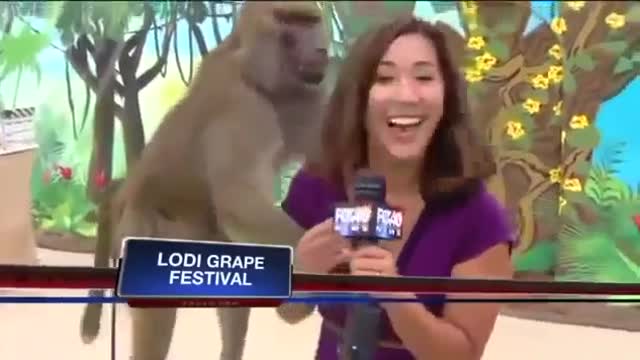 Baboon gropes Hot Asian TV reporter Chick