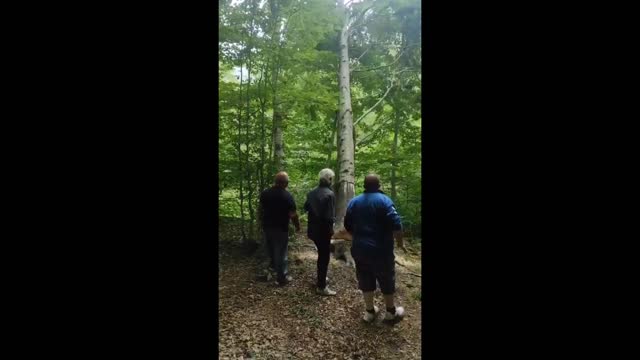 Falling tree sends dude flying in the air