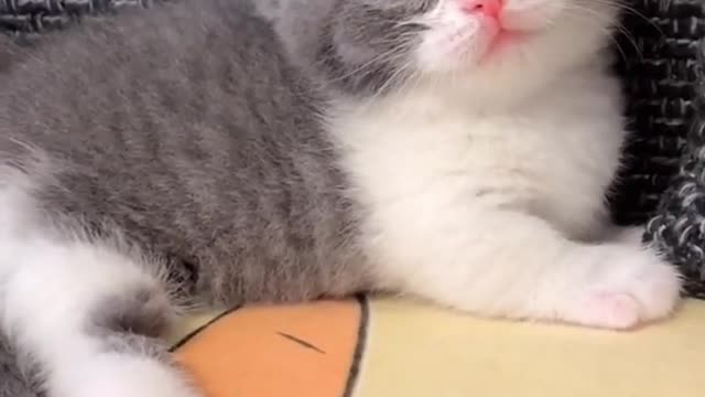 OMG So Cute Cats ♥ Best Funny Cat ❤️🐈Videos 2021 #shorts