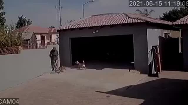 South African dog attacks home invader_Cut.mp4