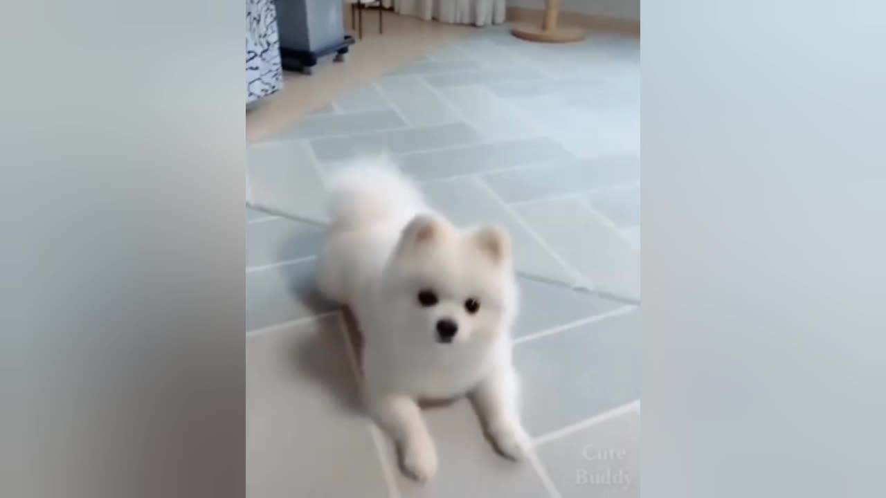 Cute dog