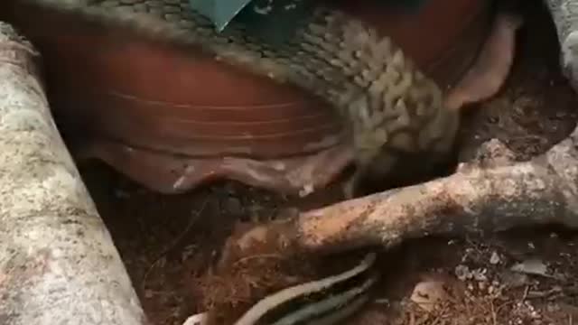 King cobra hunting for another snake