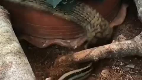 King cobra hunting for another snake