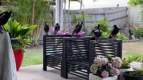 Kicking Back with a Family of Magpies