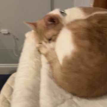 Cat bed that sticks to windows