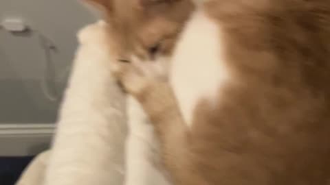 Cat bed that sticks to windows