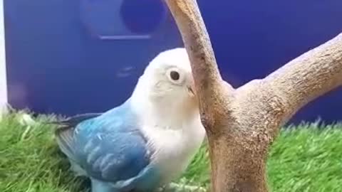 love birds