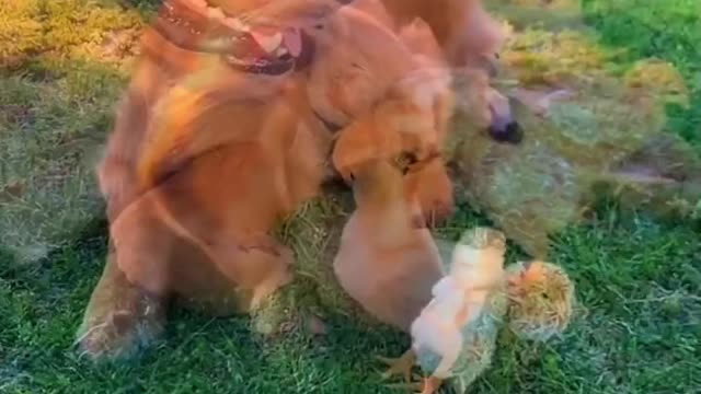 Do the chickens get restless? It looks good to me