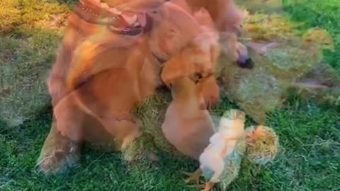 Do the chickens get restless? It looks good to me