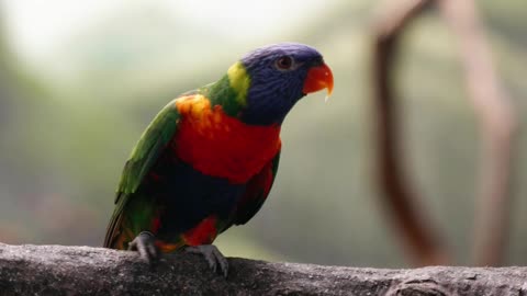 Parrots Perched on Tree Branch