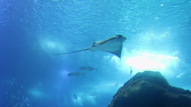 whale fish - Underwater Footage